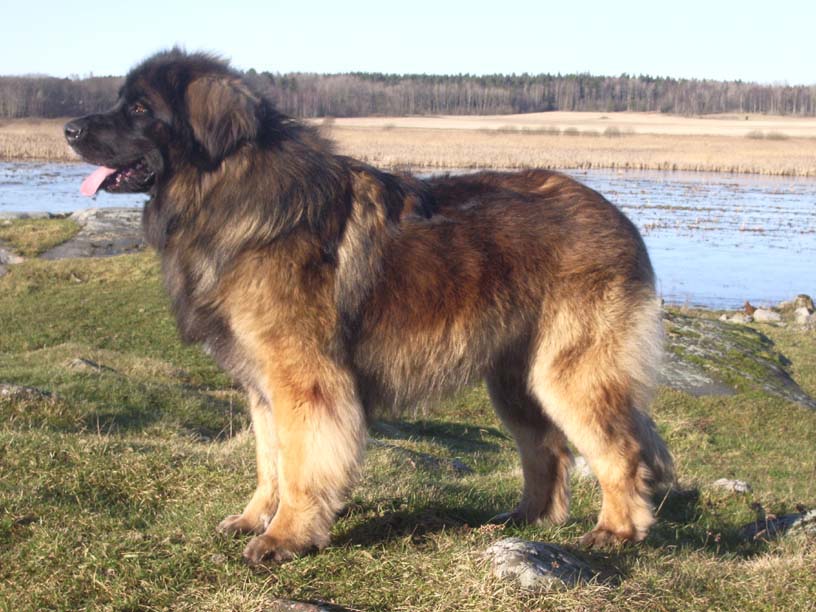 Dragongrdens Kennel